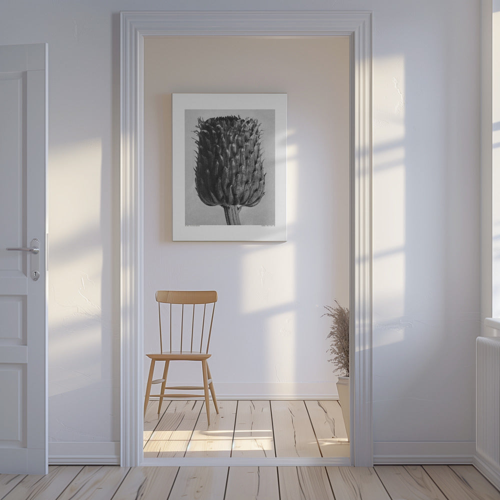 Cirsium Canum (oset) | Wydruki na łótnie