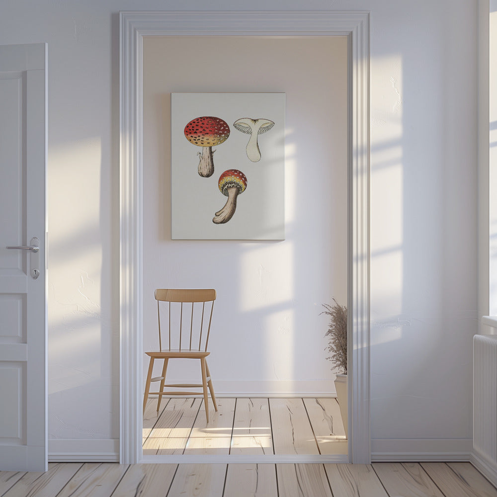 Hand Drawn Fly Agaric Mushroom | Canvas