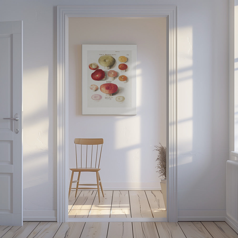 Boleten, Boletales Standing | Canvas