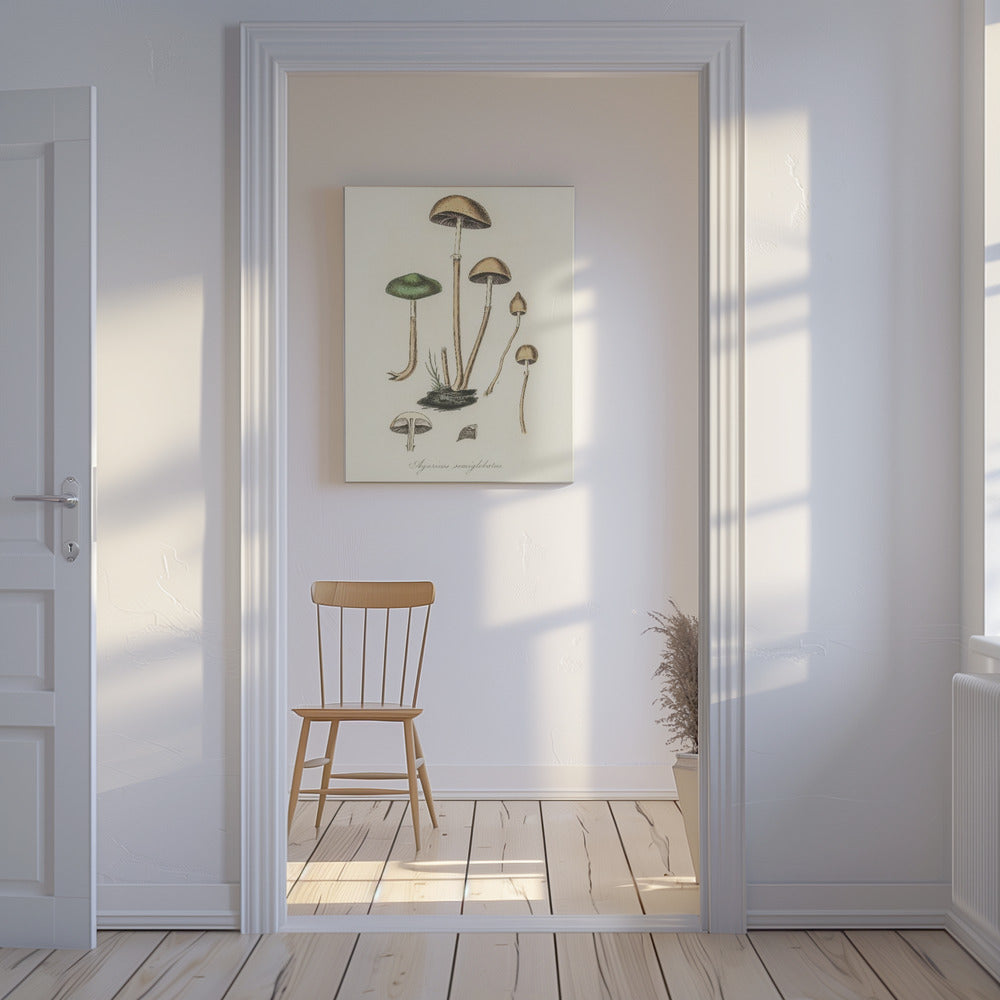 Agaricus Semiglobatus | Canvas