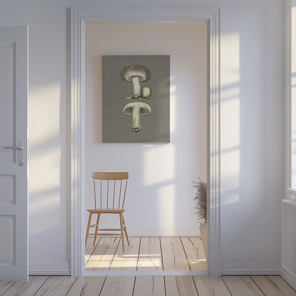 Field Mushroom | Canvas