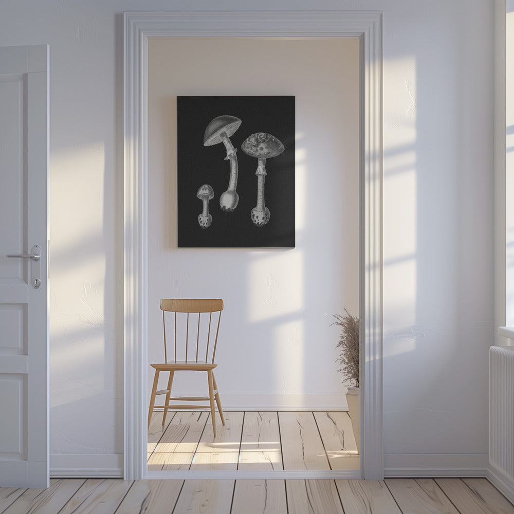 Amanita Muscaria Black Backgound BW | Canvas