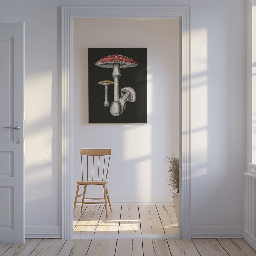 Amanita Muscaria Dark Background | Canvas