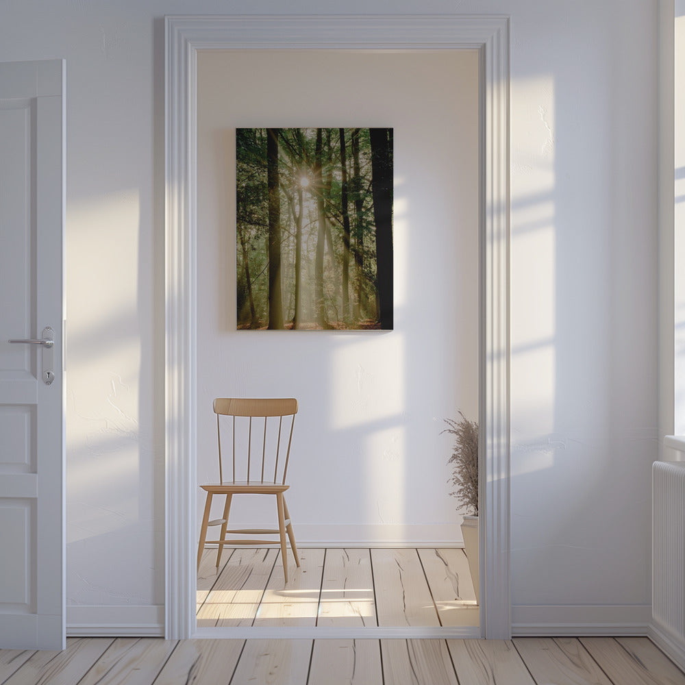 Solstråler gennem skoven | Lærredsbilleder