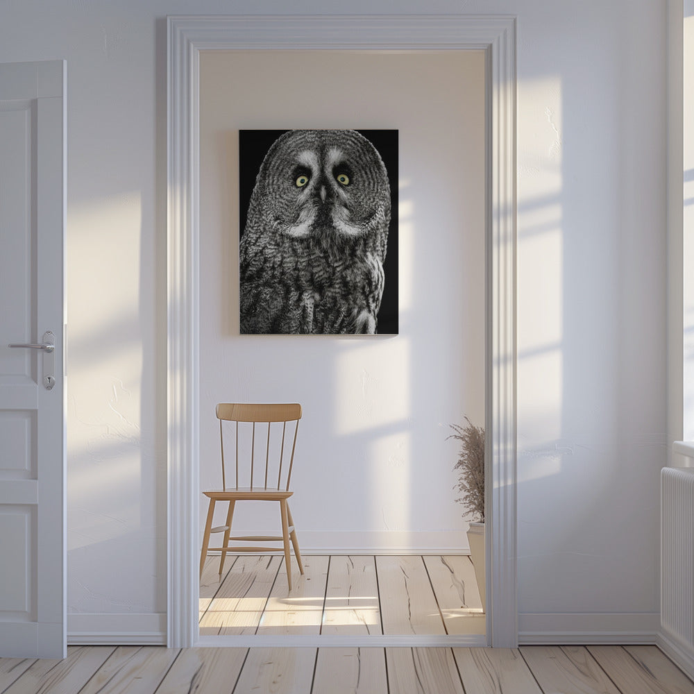 Owl | Canvas
