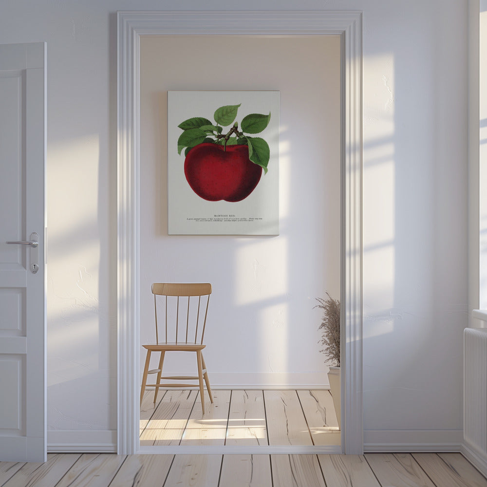 Mcintosh Red Apple Lithographie | Leinwand