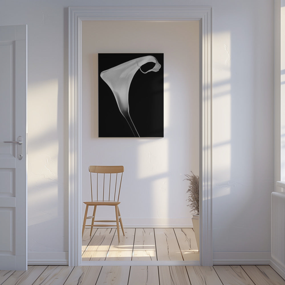 Calla | Stampe su Tela