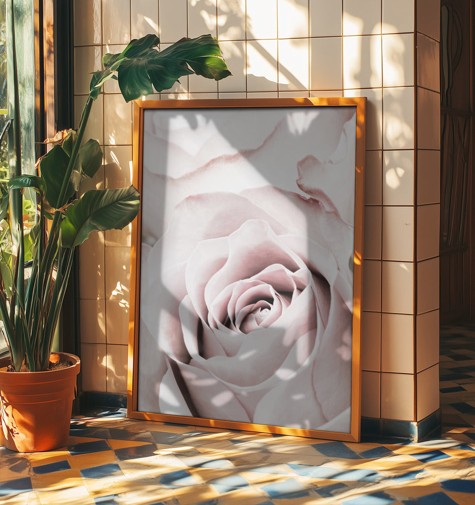 Pink Rose No 05 | Poster