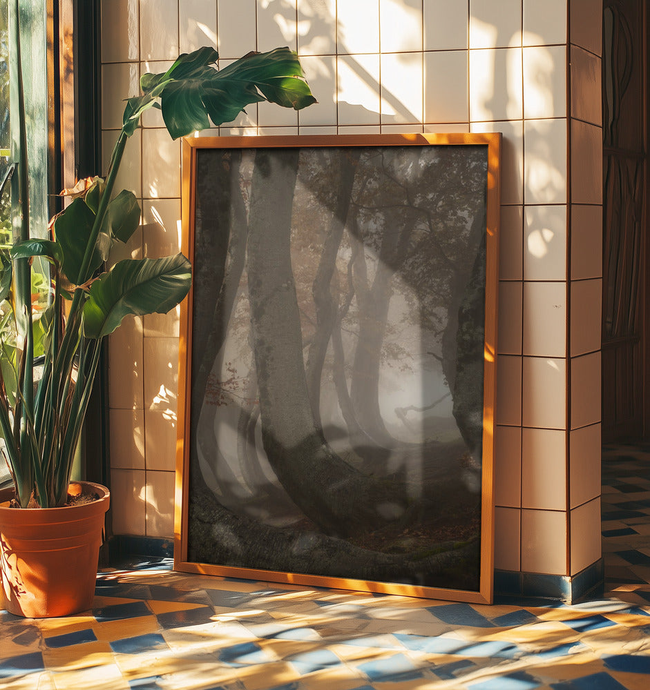 twisted beeches | Poster