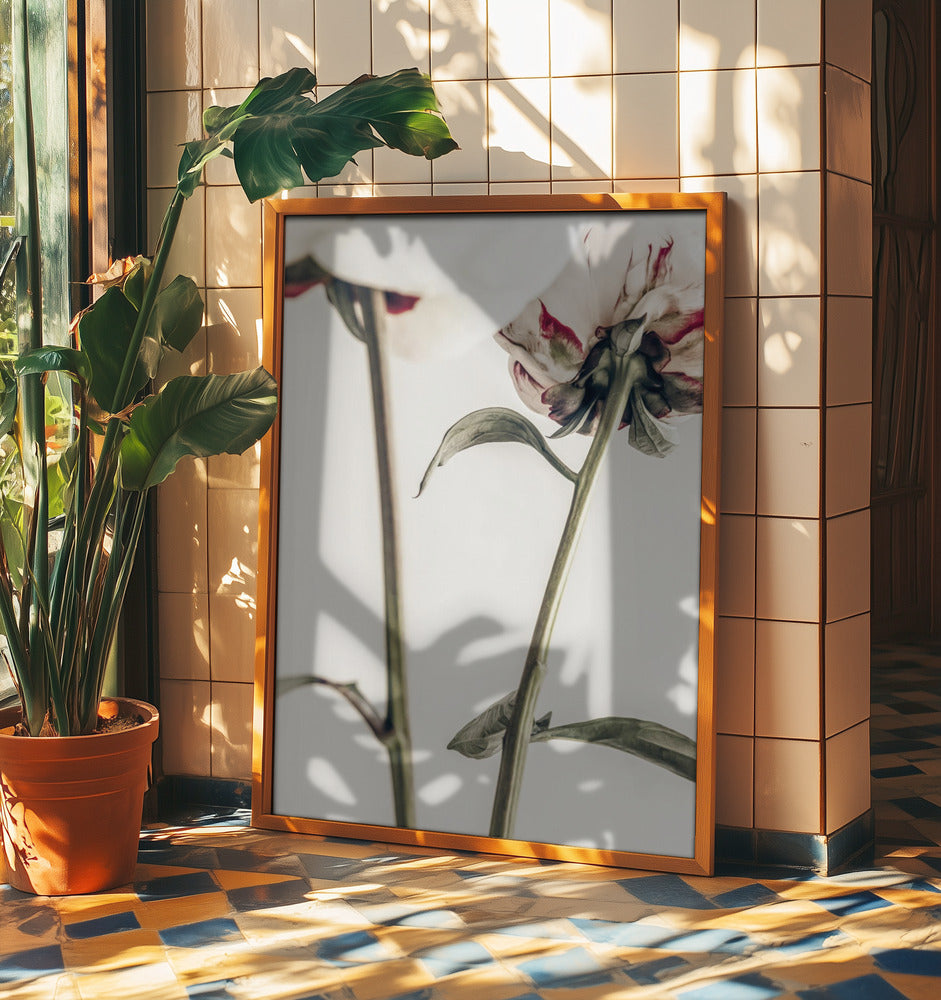 Peony 01 | Poster