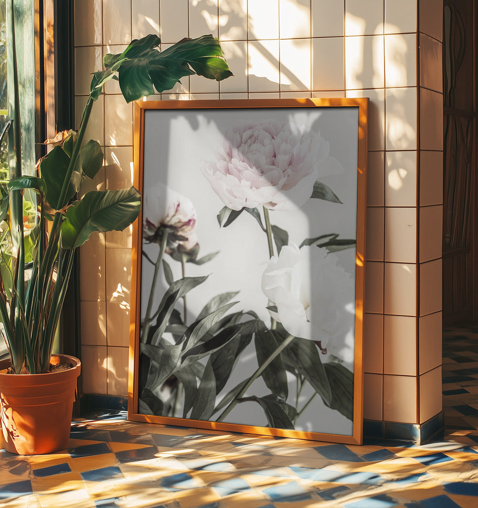 Peony 04 | Poster