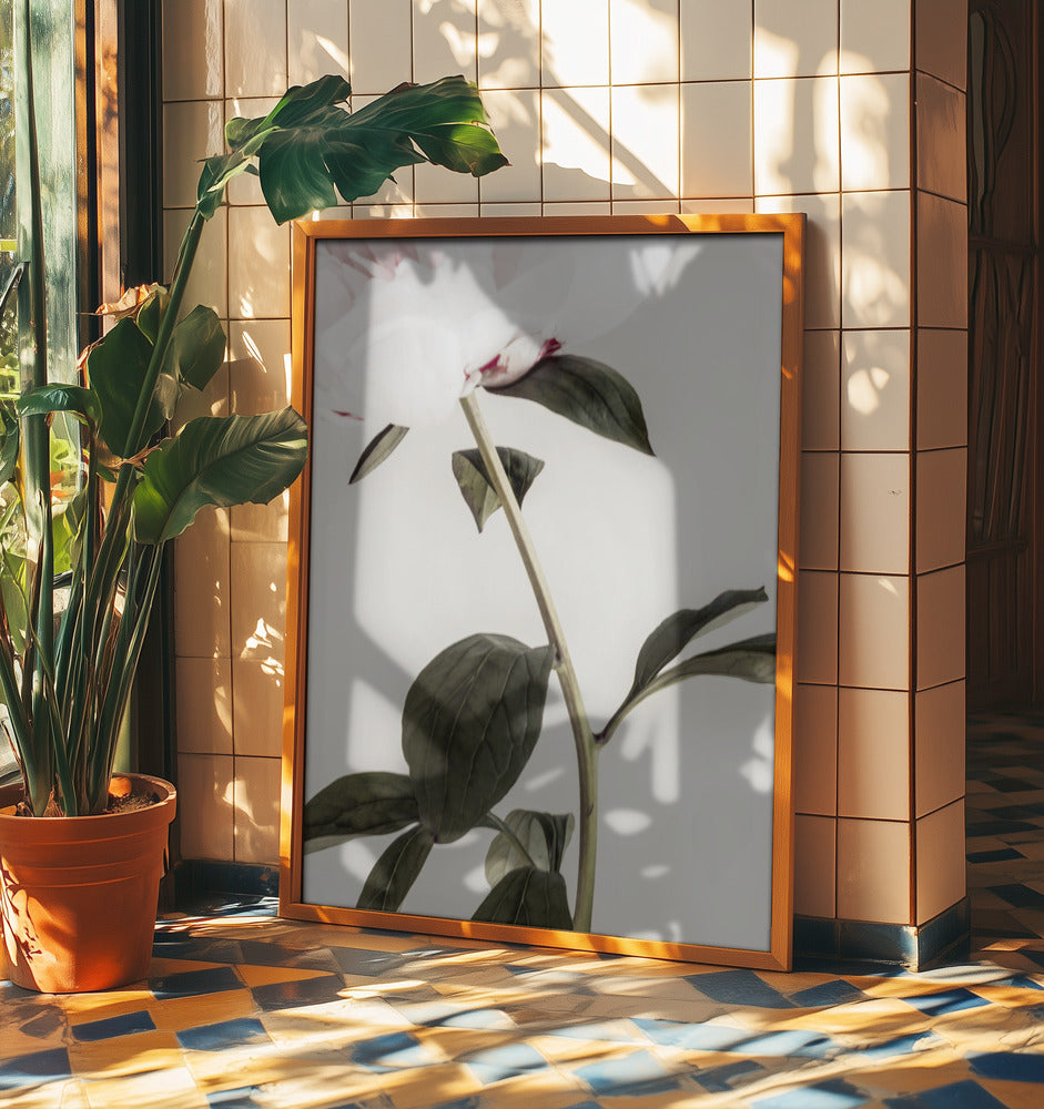 Peony 09 | Poster