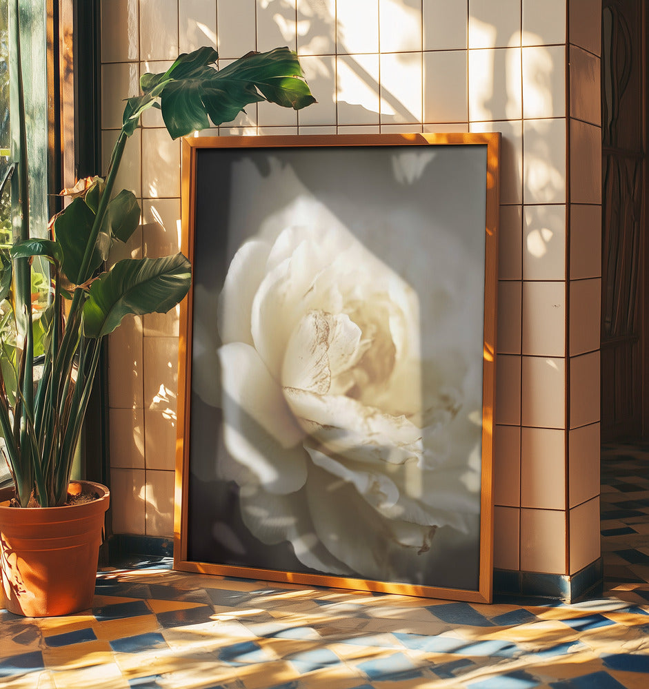 Pfingstrose in weichem Licht | Poster