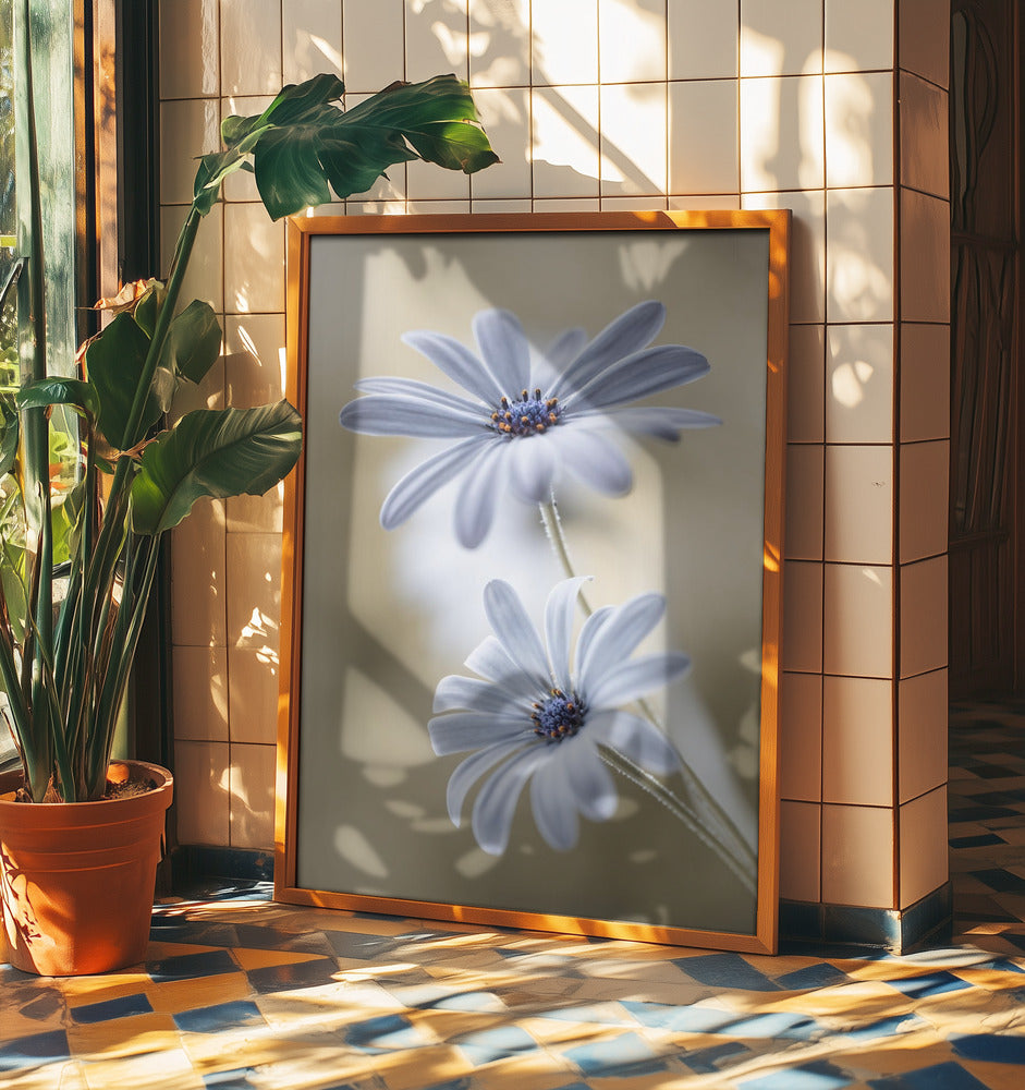 Cape daisies | Poster