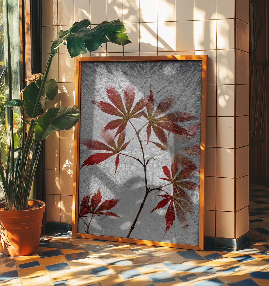 red maple | Poster
