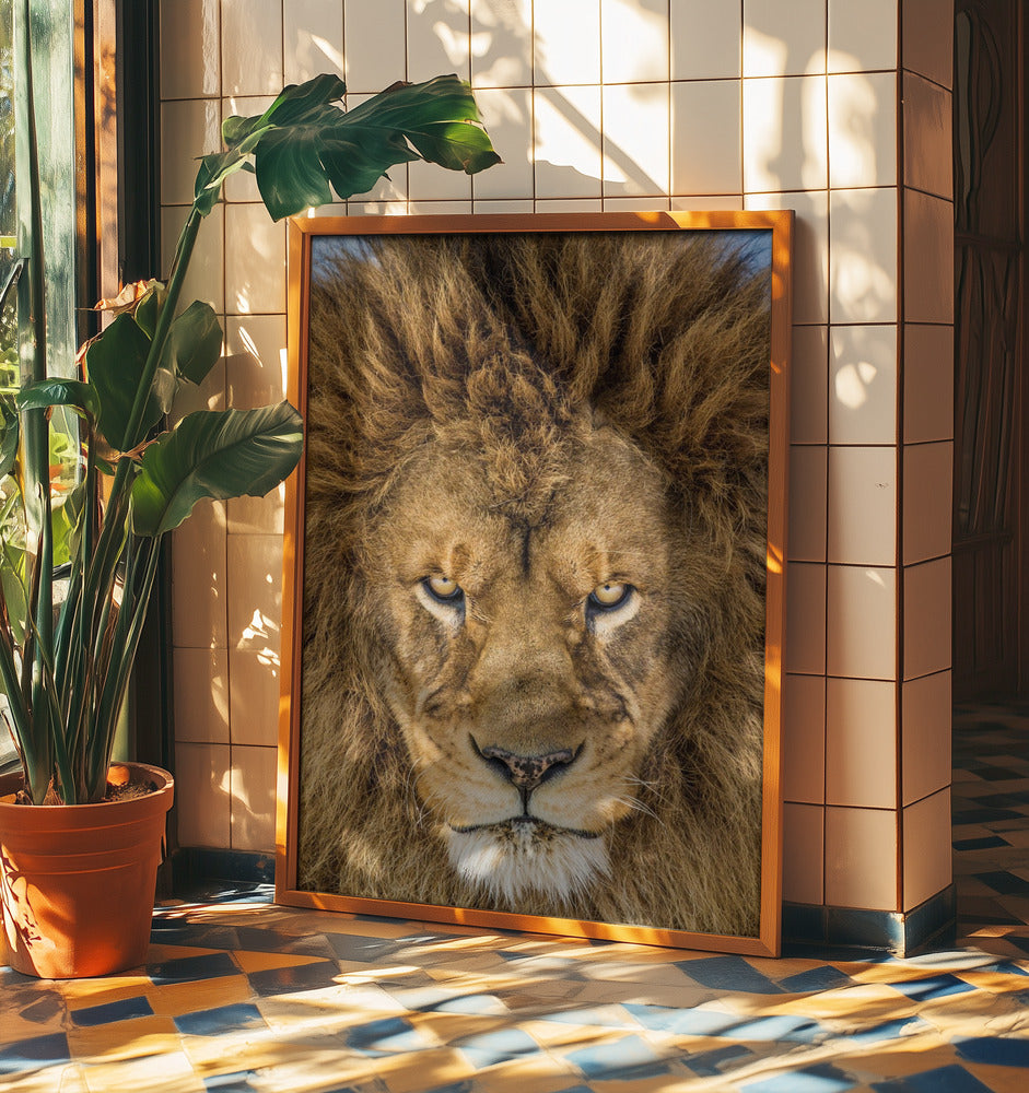 Serious Lion | Poster