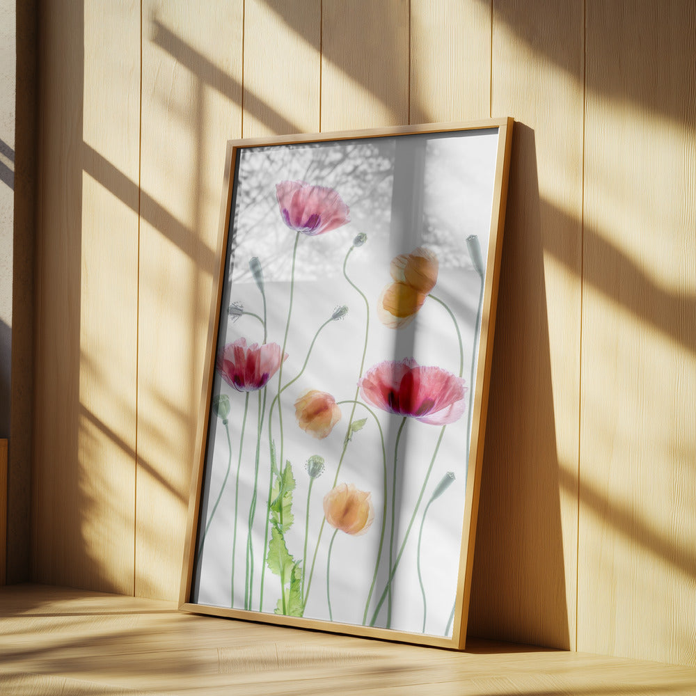 Poppies | Poster
