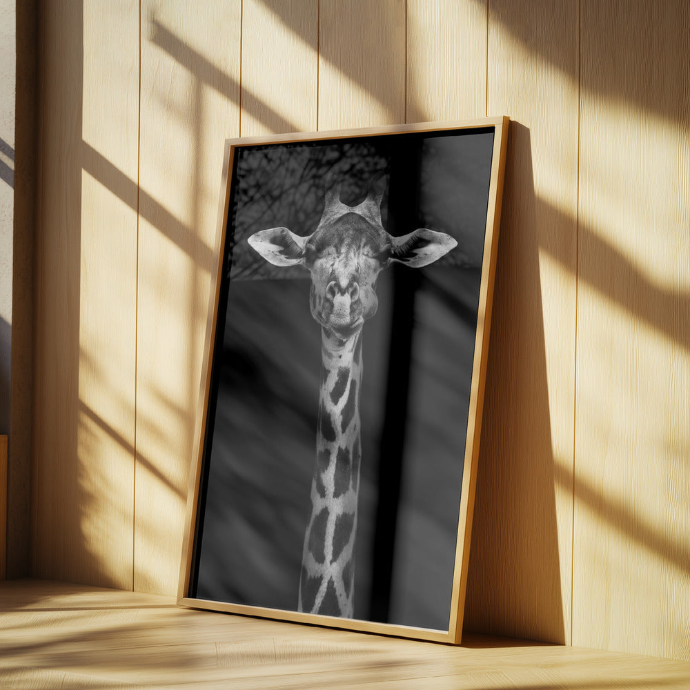 Giraffe Portrait | Poster