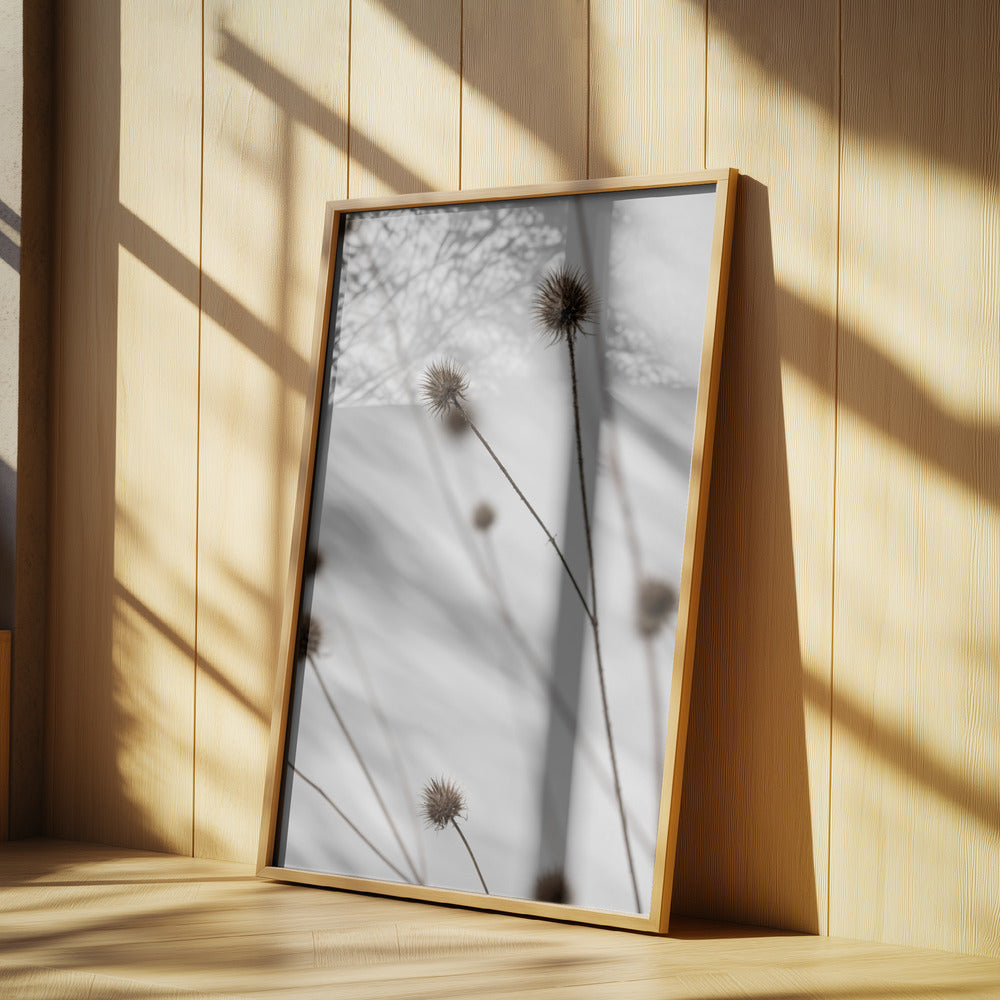 Thistle Grey 05 | Poster