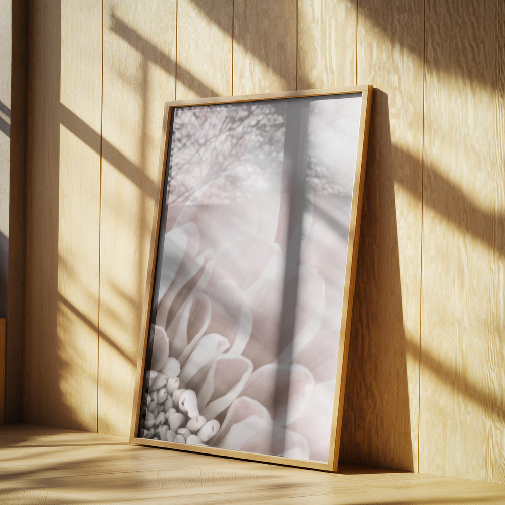 Chrysanthemum No 03 | Poster