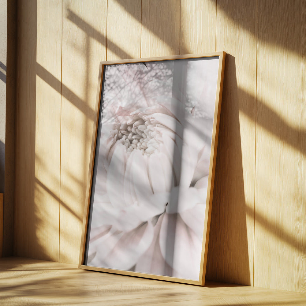Chrysanthemum No 05 | Poster