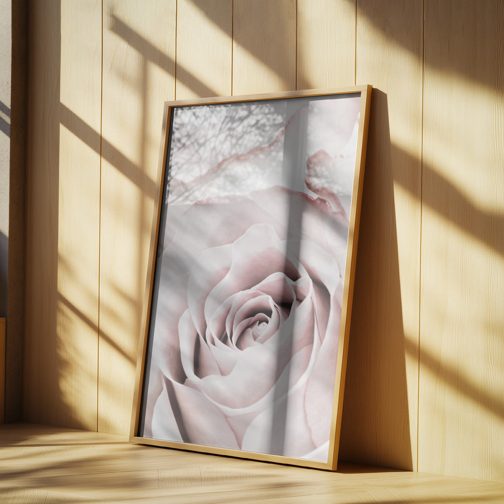 Pink Rose No 05 | Poster