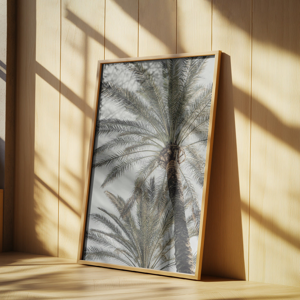 Palm_005 | Poster