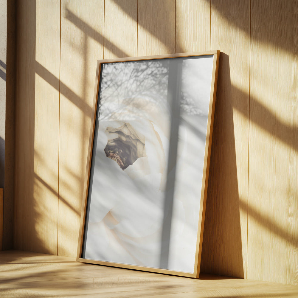 White Flower 01 | Poster