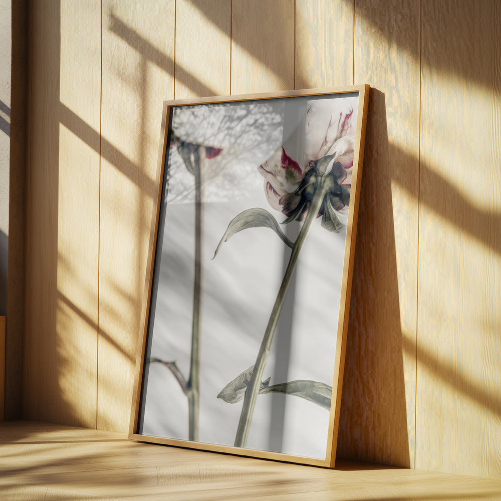 Peony 01 | Poster