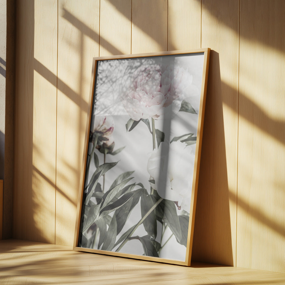 Peony 04 | Poster
