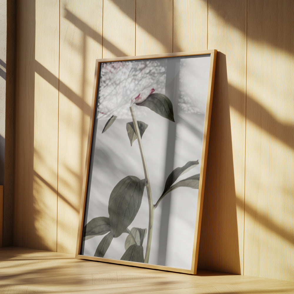 Peony 09 | Poster