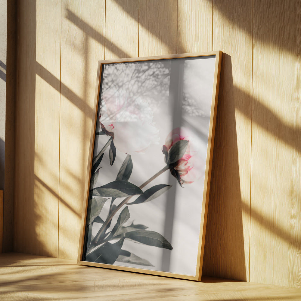 Peony 23 | Poster