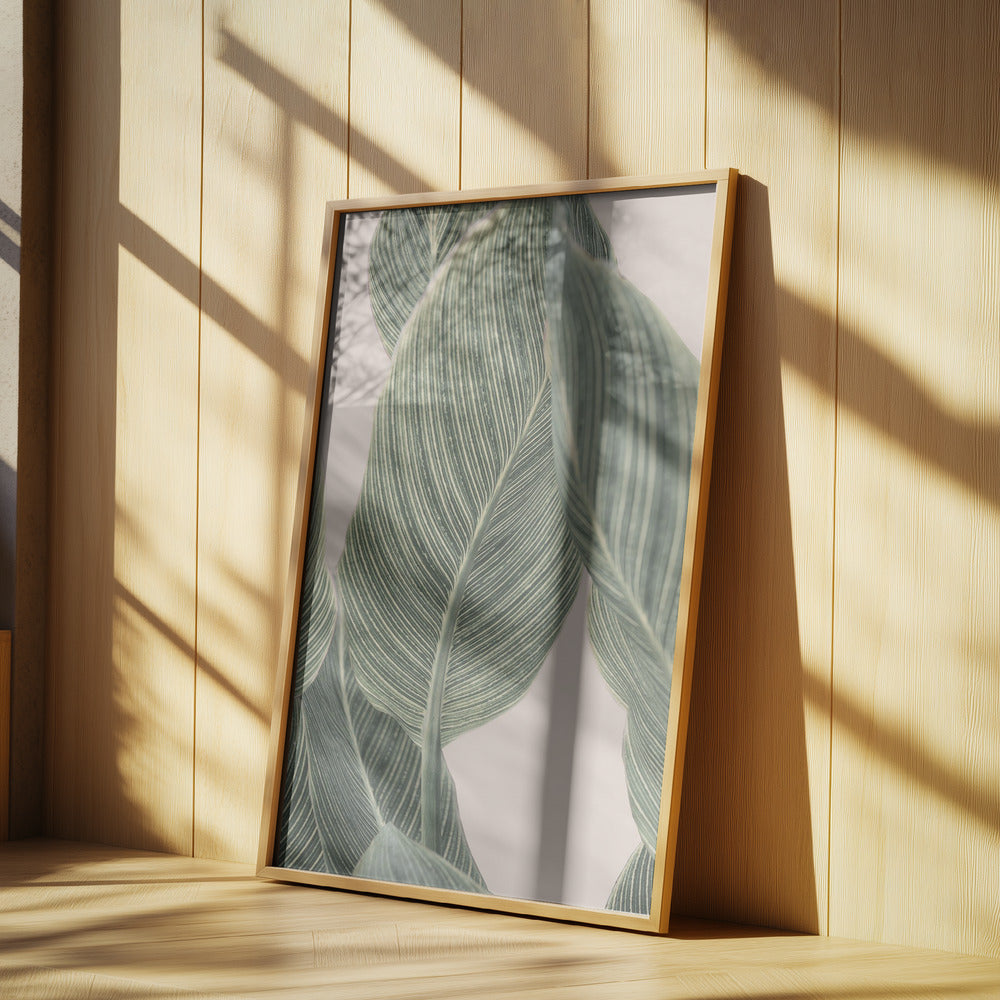 Calla-Blatt | Poster - Kunstdruck