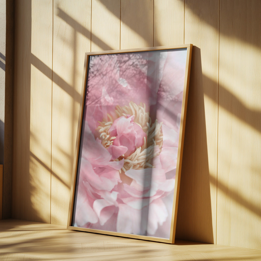 Blush peony I | Poster