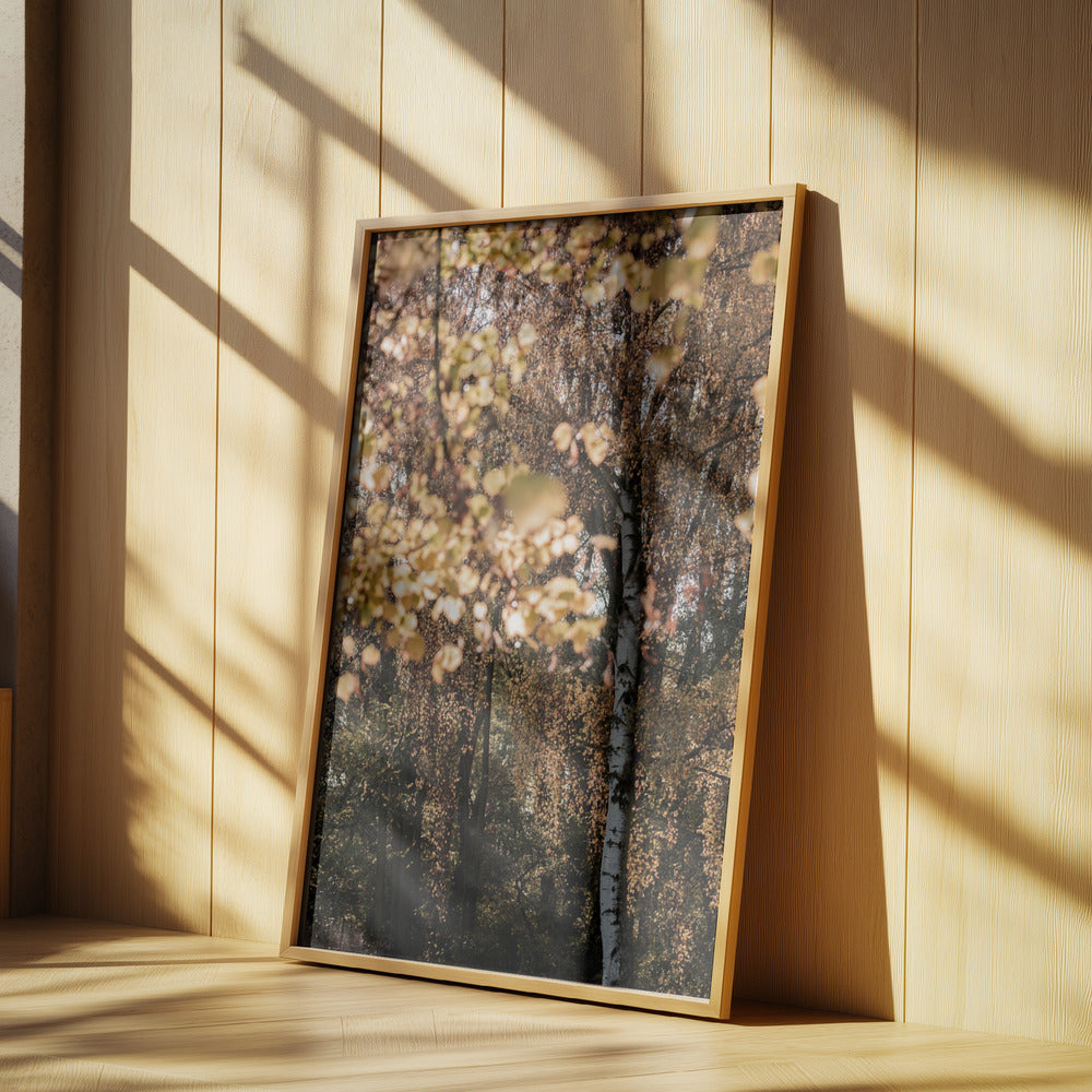 Herbstbirke | Poster