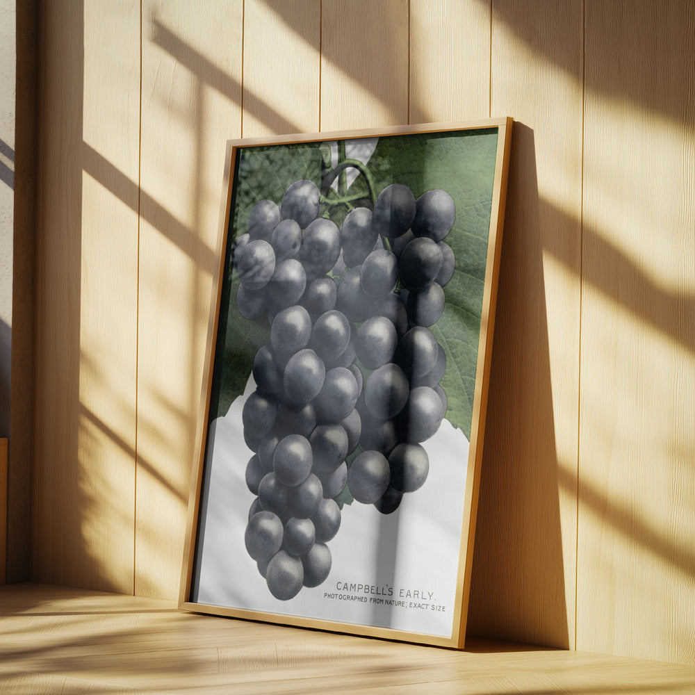 Campbells frühe Traubenlithografie | Poster
