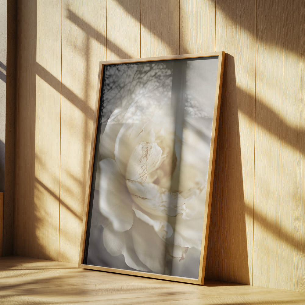 Pfingstrose in weichem Licht | Poster
