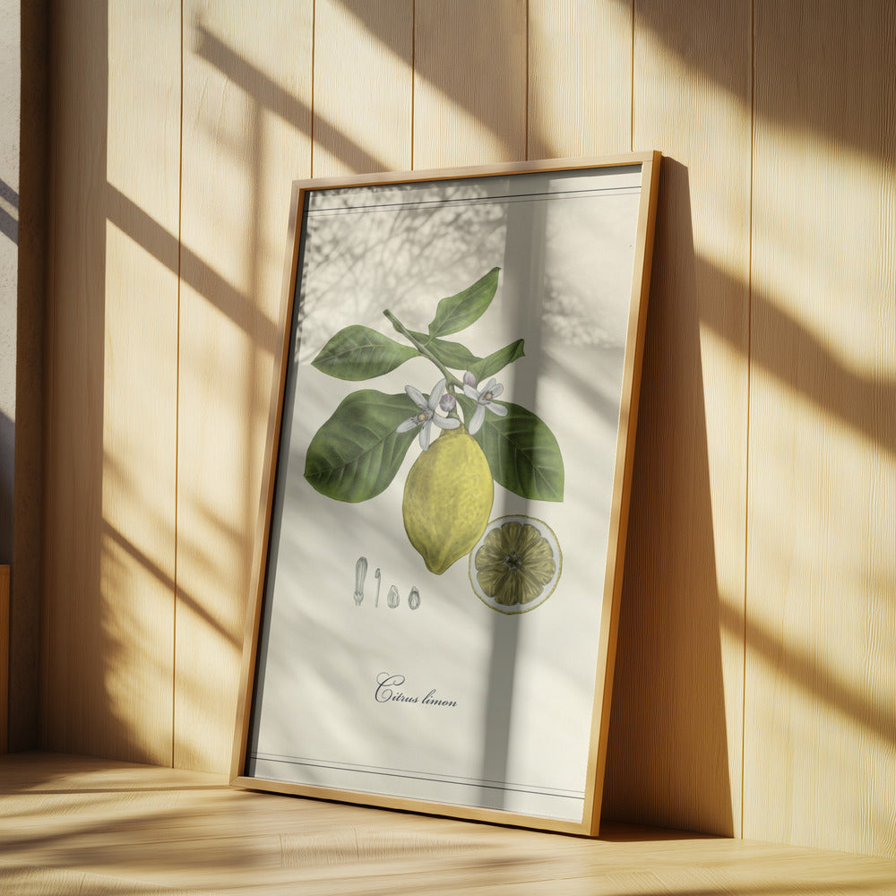 Zitrone | Poster