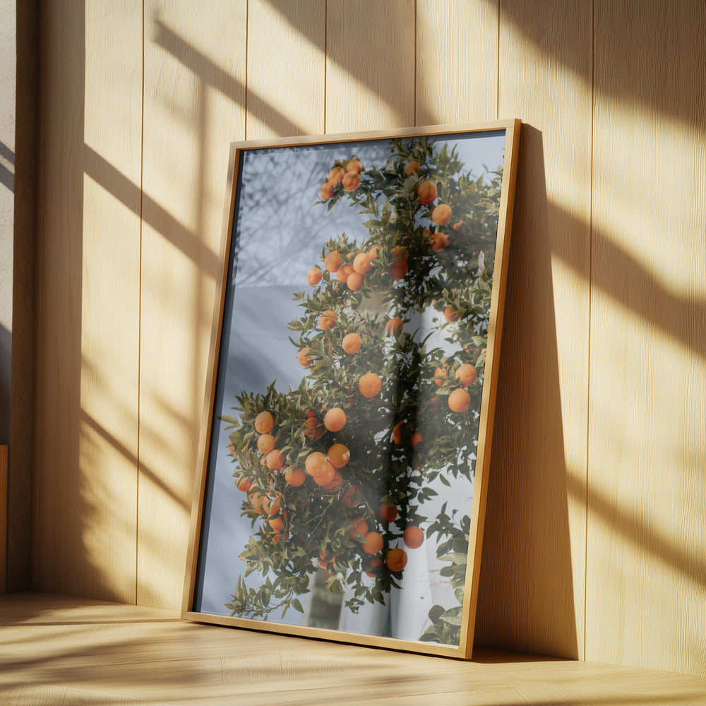 Orangen in Sevilla | Poster