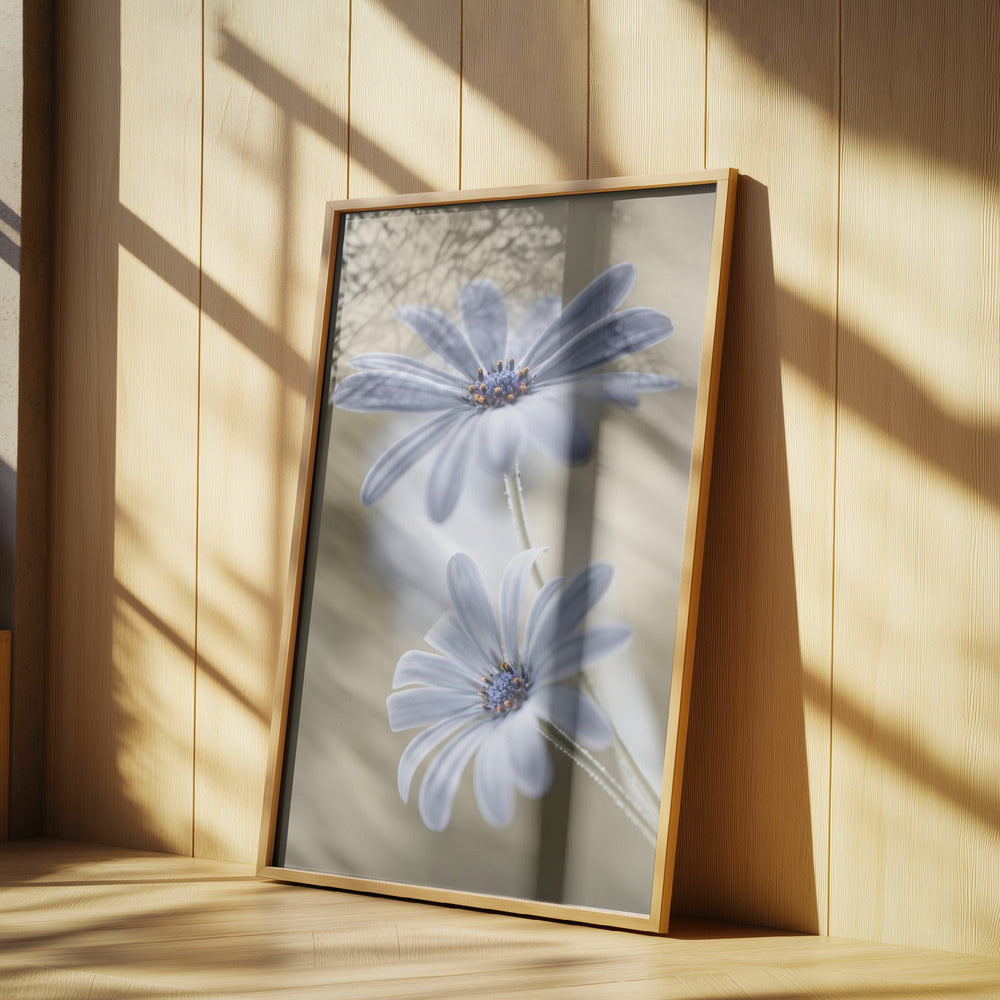 Cape daisies | Poster