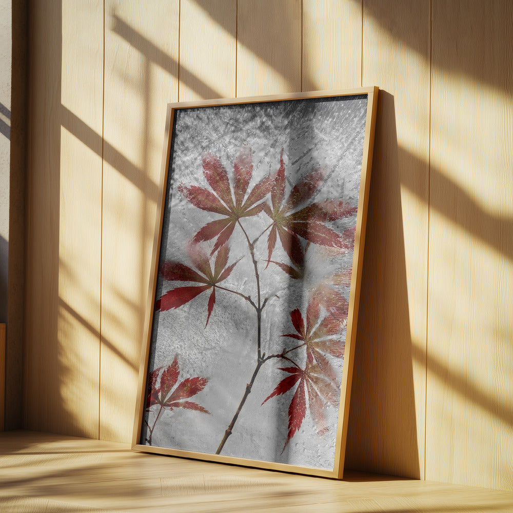 red maple | Poster