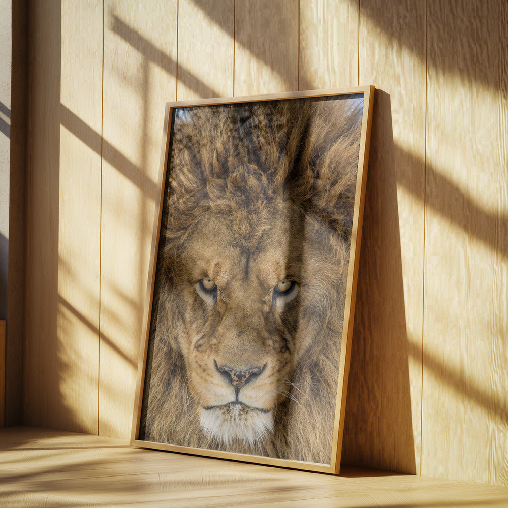 Serious Lion | Poster