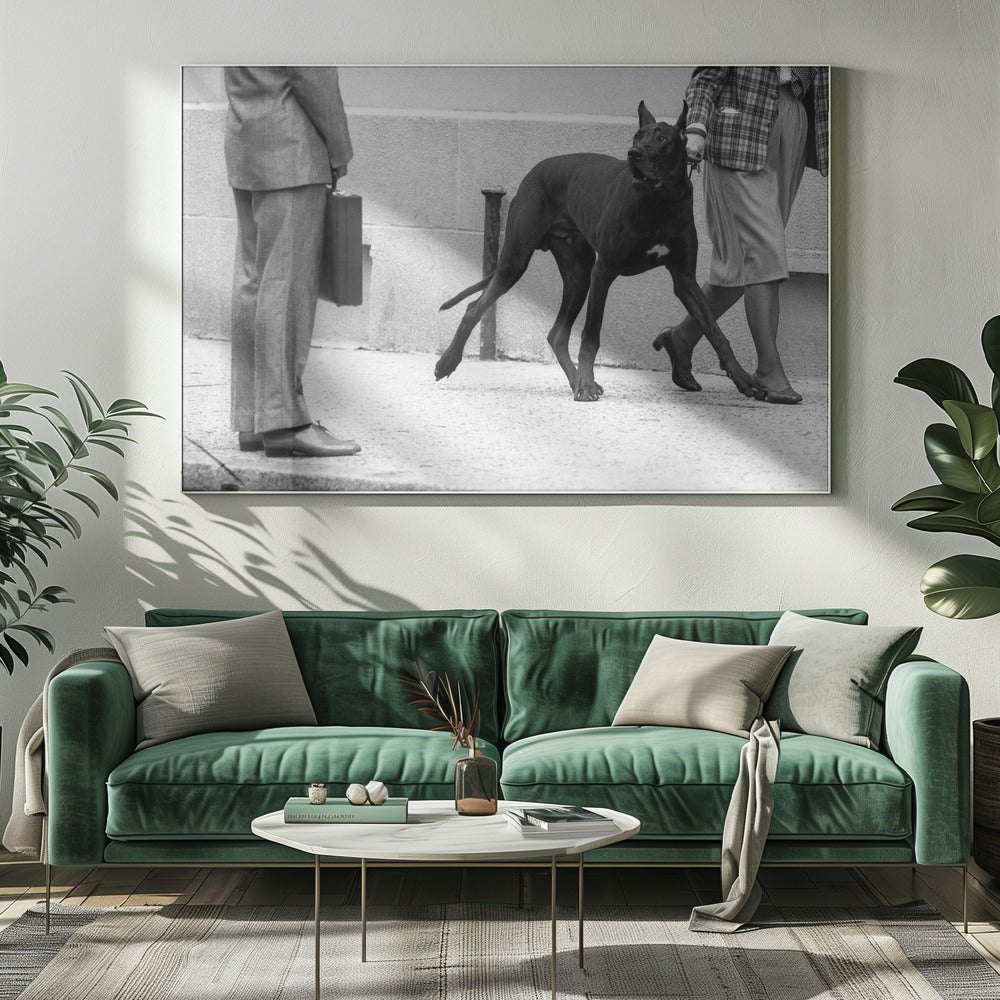 Tanskandoggin henkivartija (sarjasta "Poika kohtaa tytön") | Canvastaulut