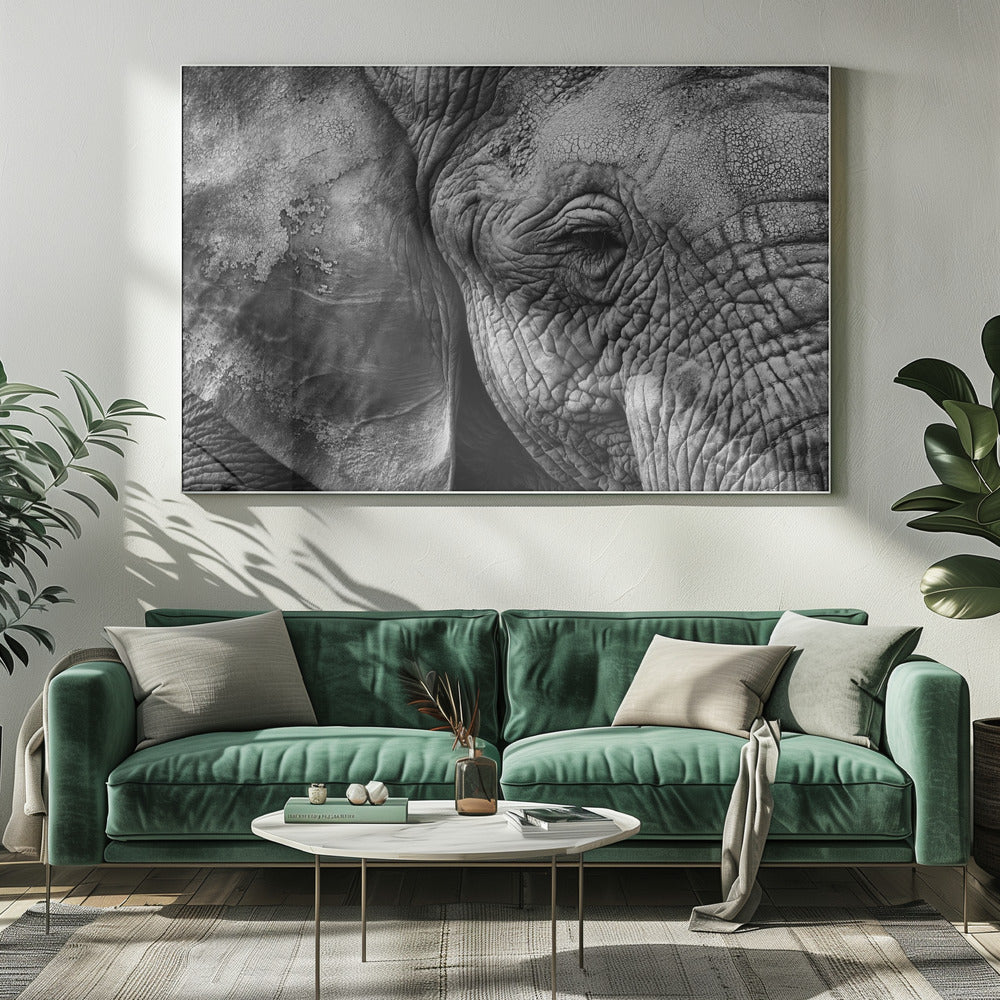 Elefantenhaut | Leinwand-Bilder