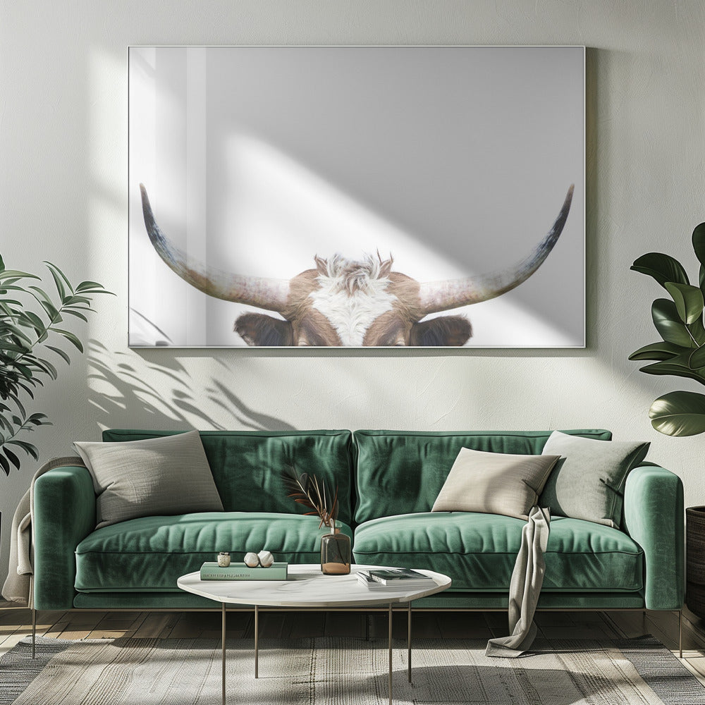 Guckende Longhorn-Kuh | Leinwand-Bilder