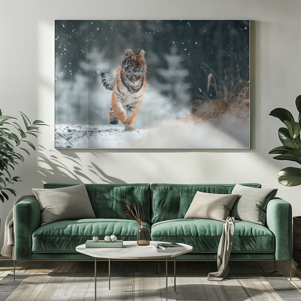 Der sibirische Tiger | Leinwand-Bilder