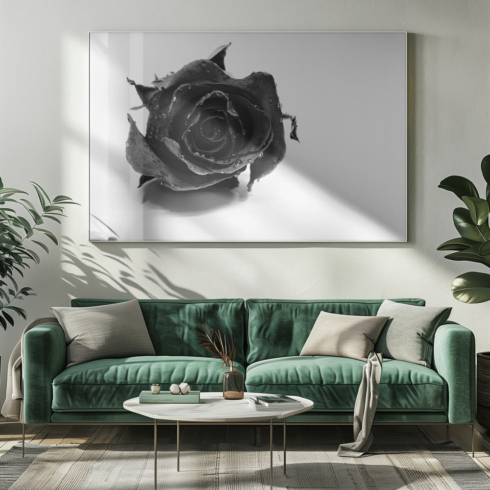 Schwarze Rose | Leinwand-Bilder