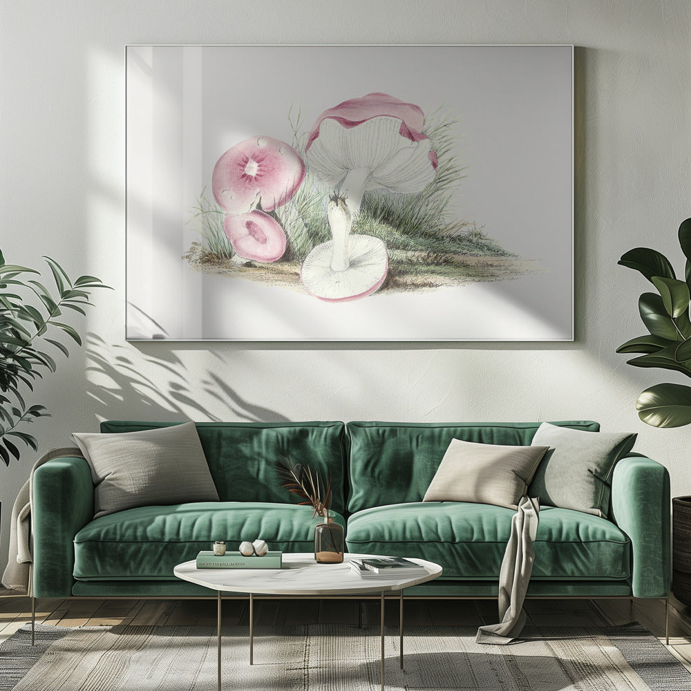 Vintage Russula Emetica Mushroom | Canvas