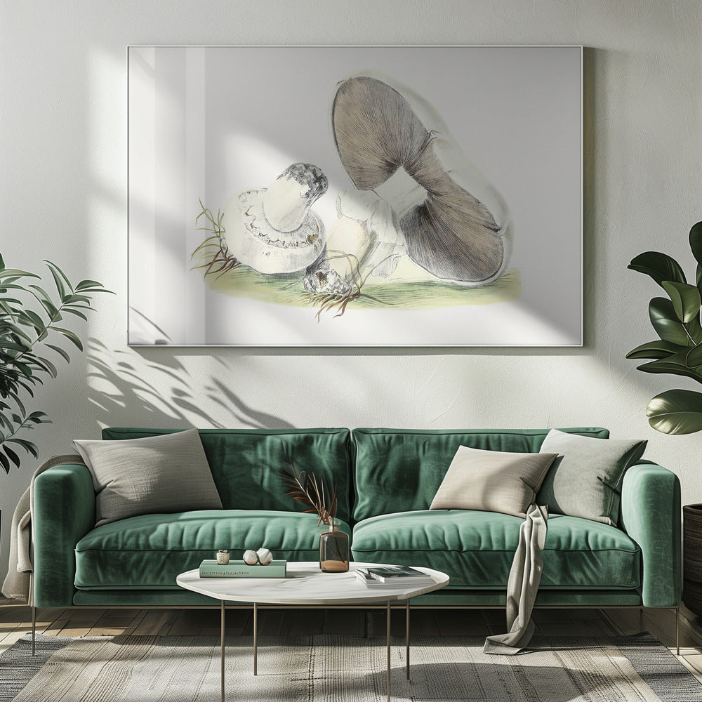 Handritad hästsvamp | Canvas