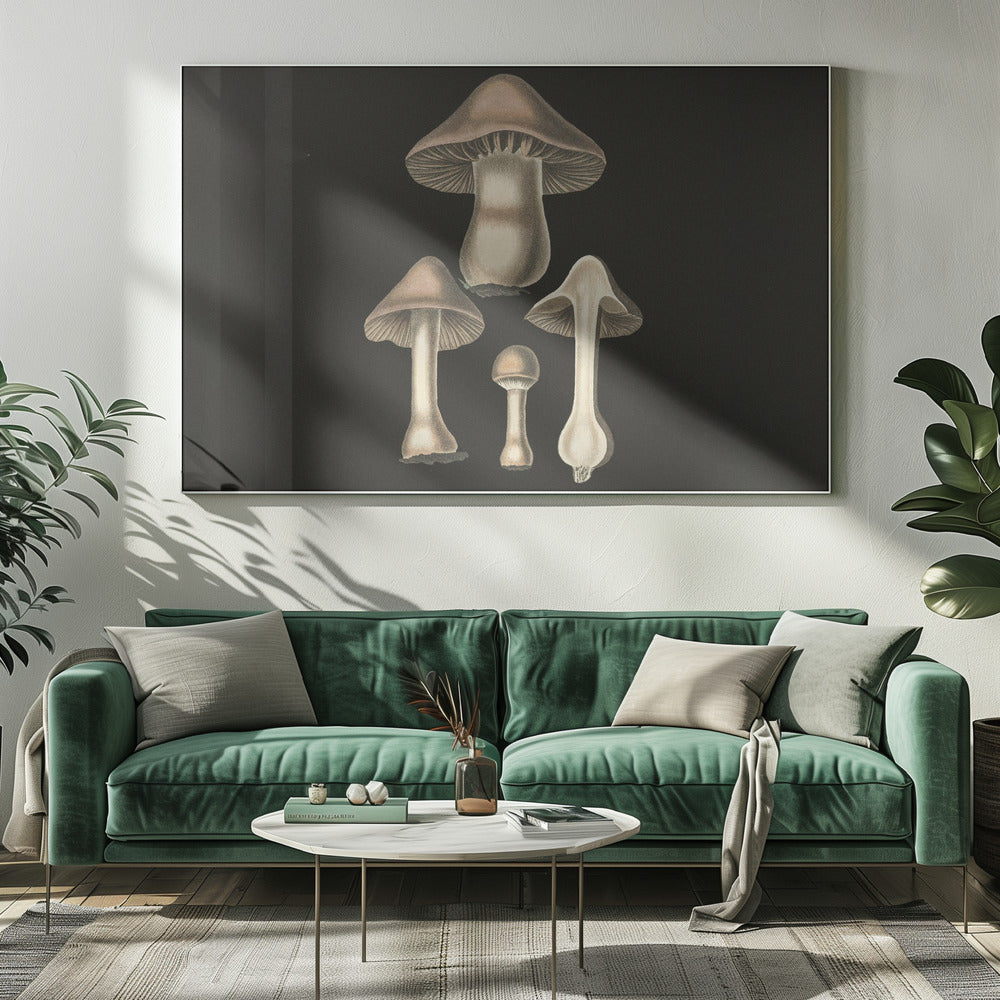 Agaricus Bulbosus Dark Background | Canvas